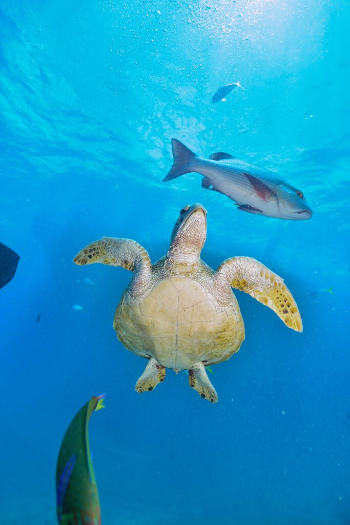Private Ocean Islands green turtle in the great barrier reef 2023 11 27 05 03 22 utc Private Ocean Islands green turtle in the great barrier reef 2023 11 27 05 03 22 utc