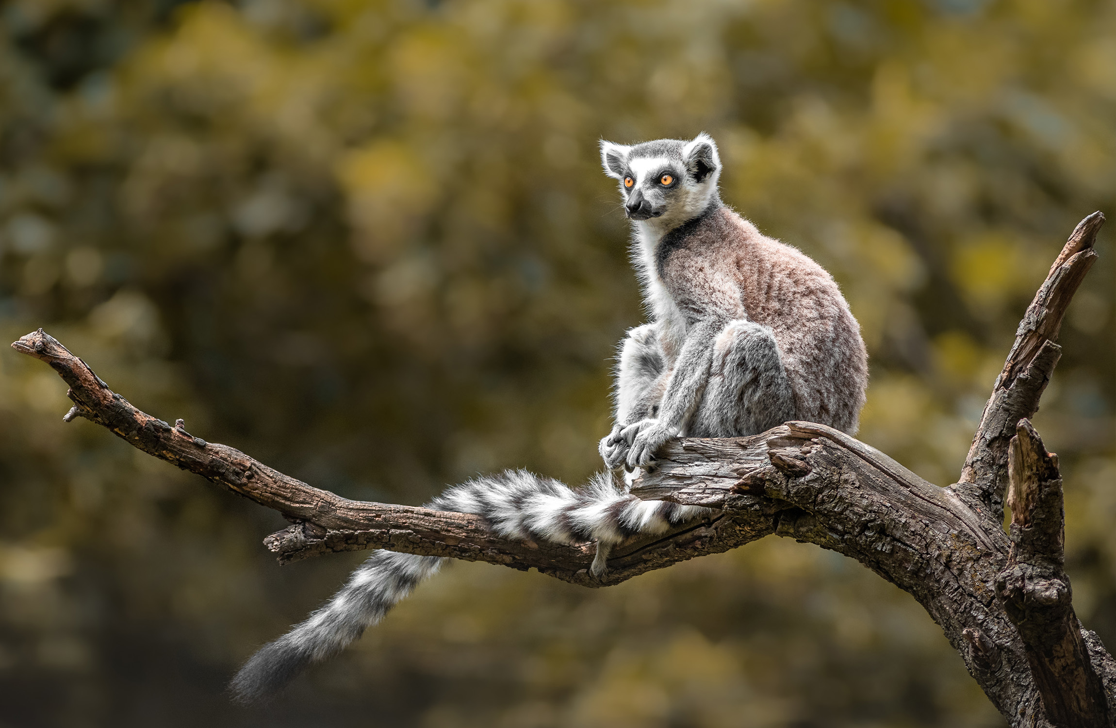Madagascar Lemur