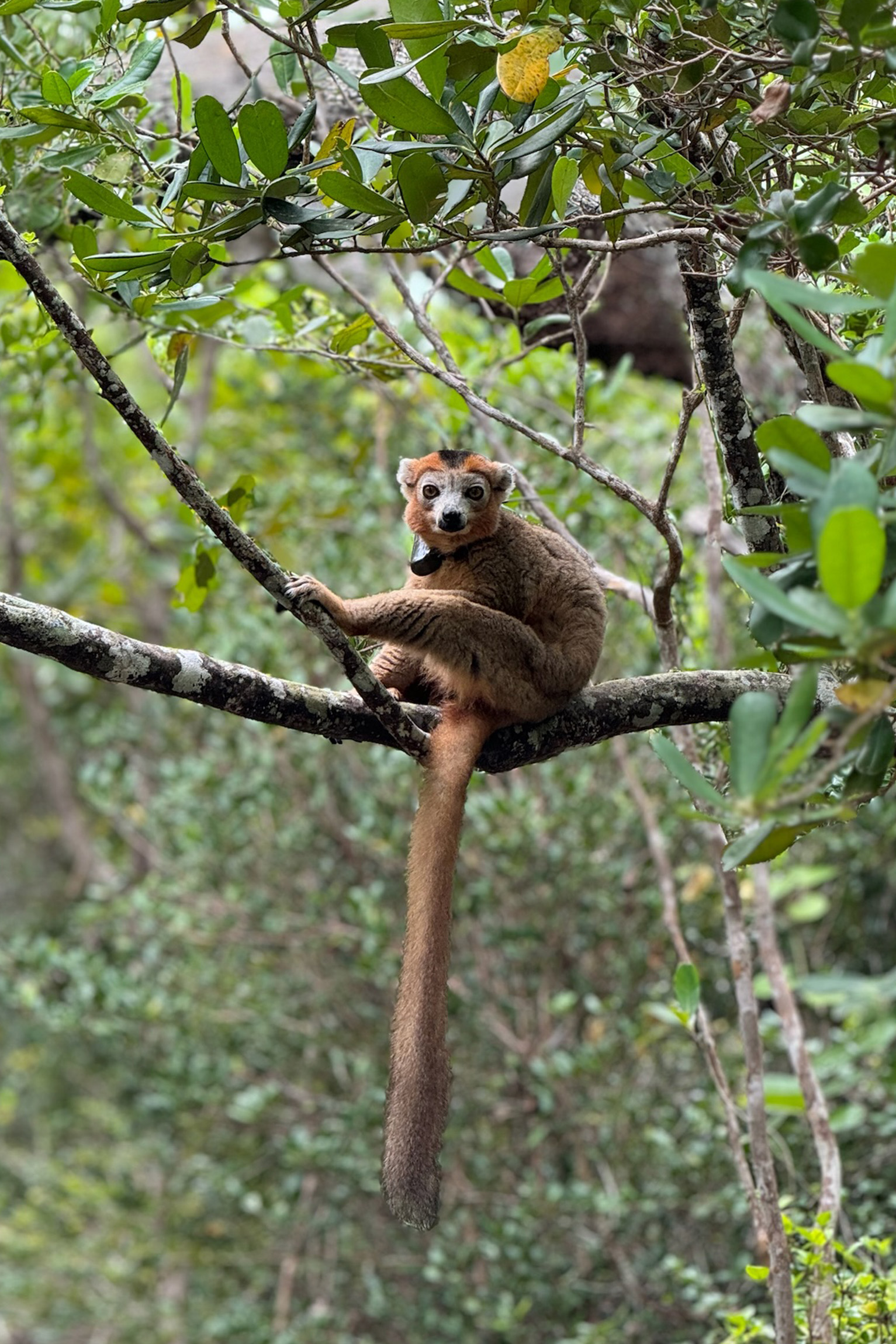 Lemur Trekking