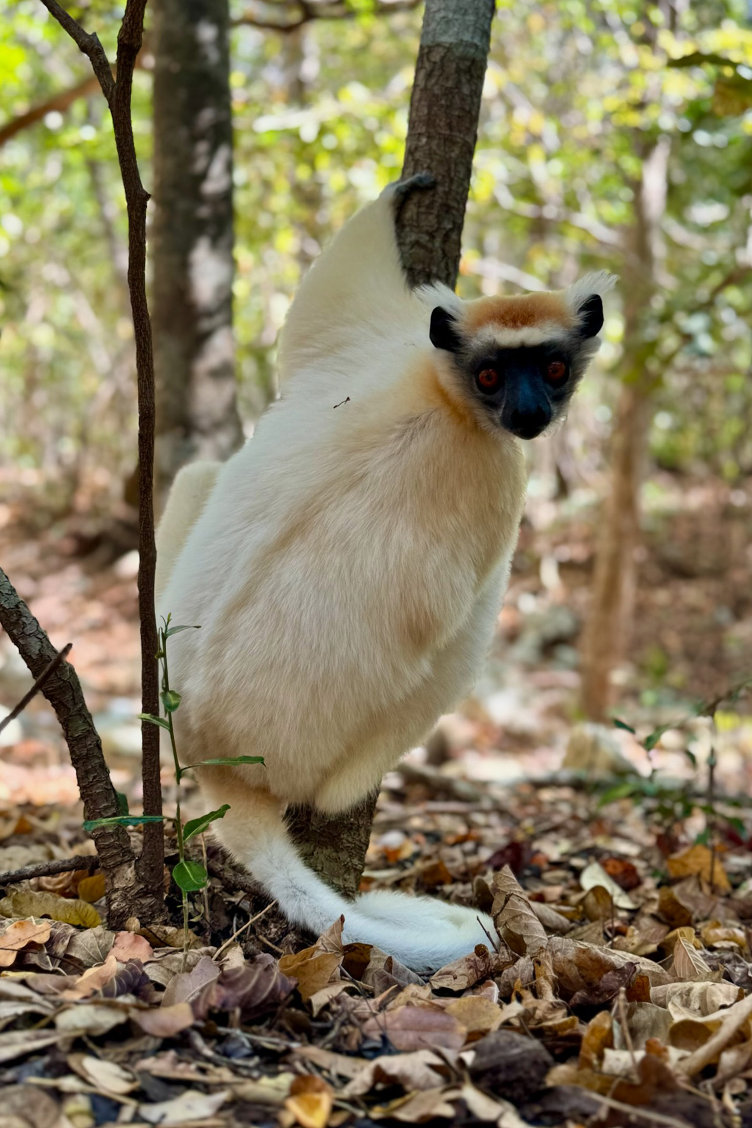 Lemur Trekking
