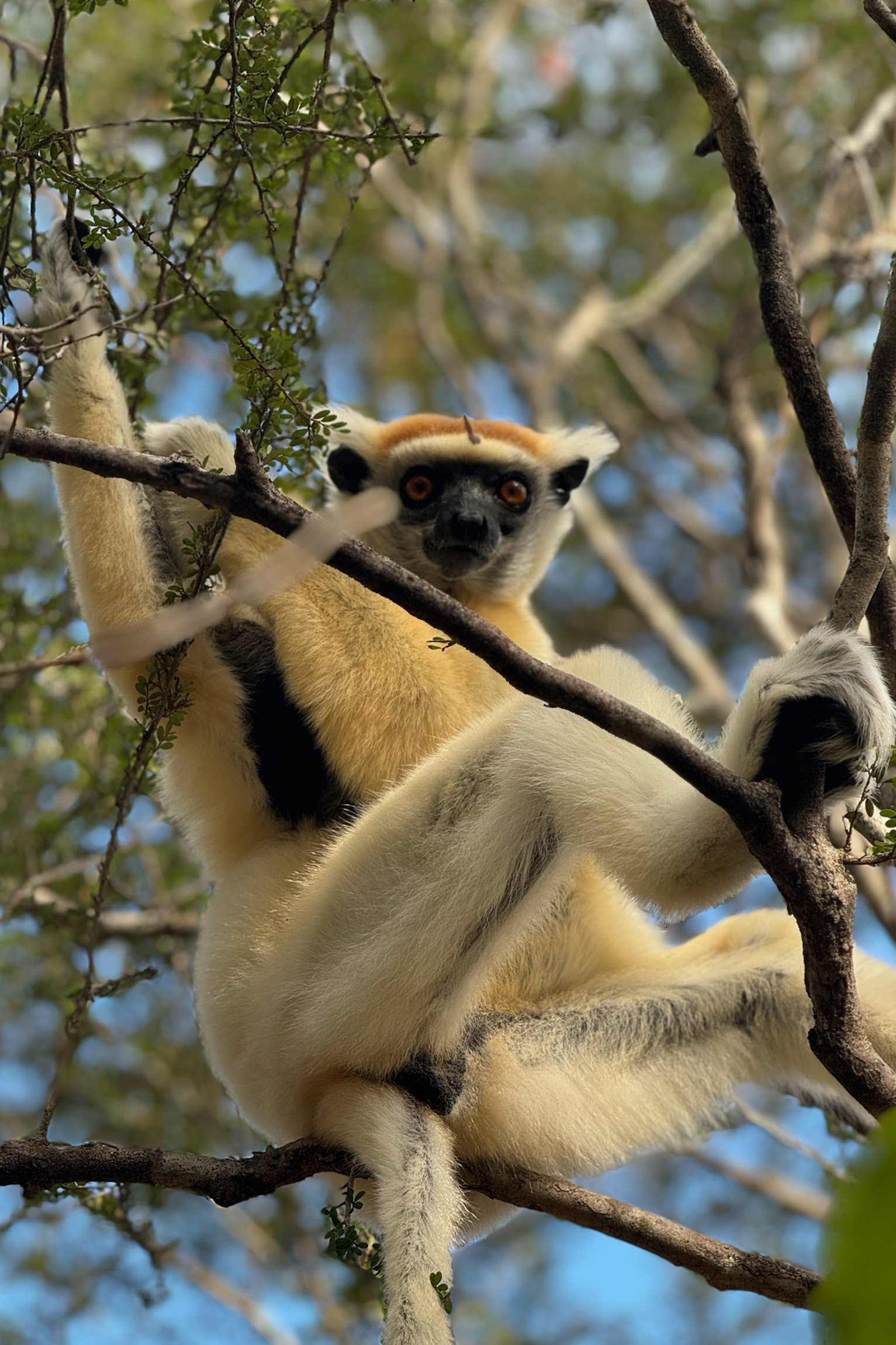 Lemur Trekking