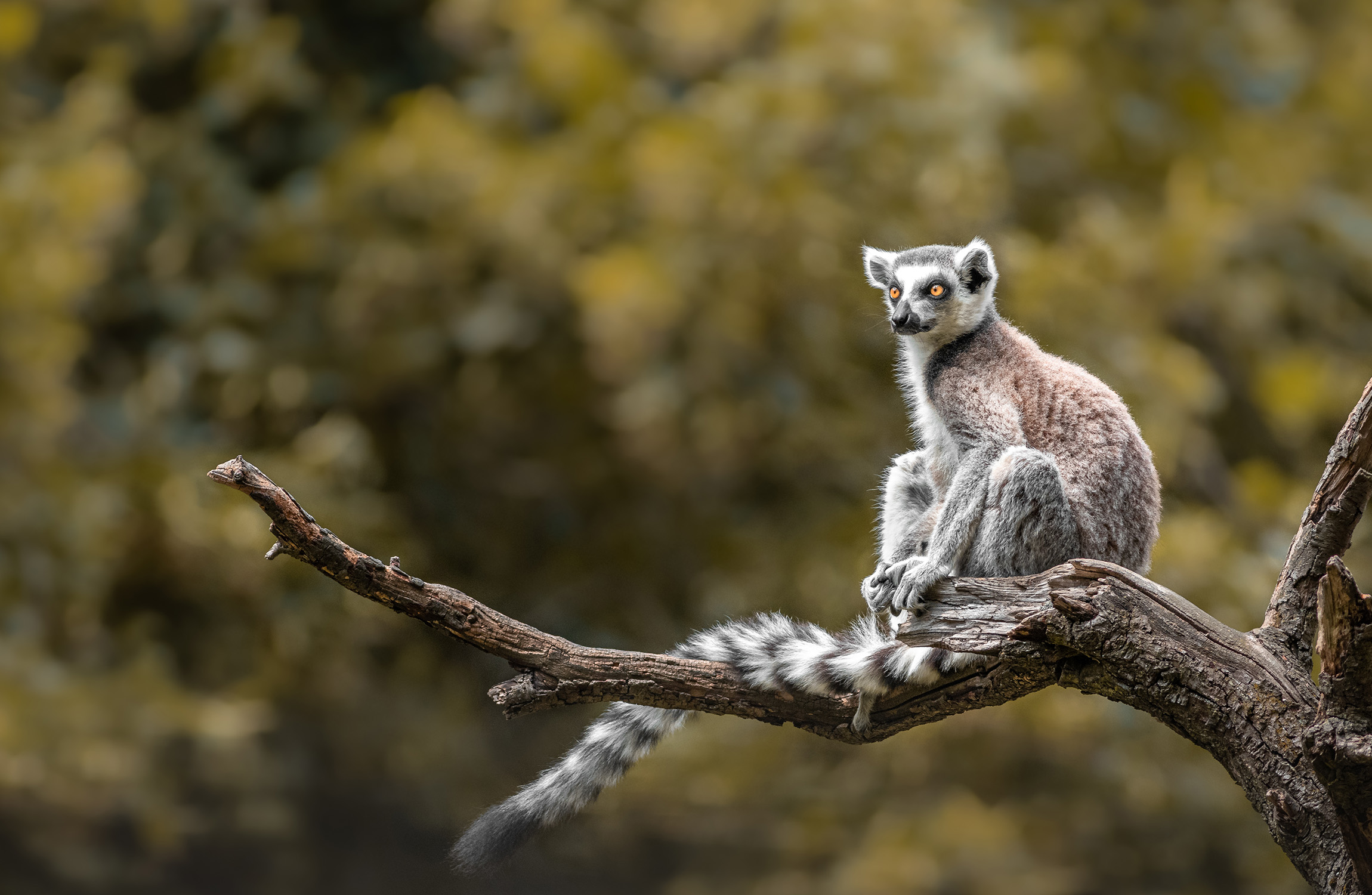 Lemur