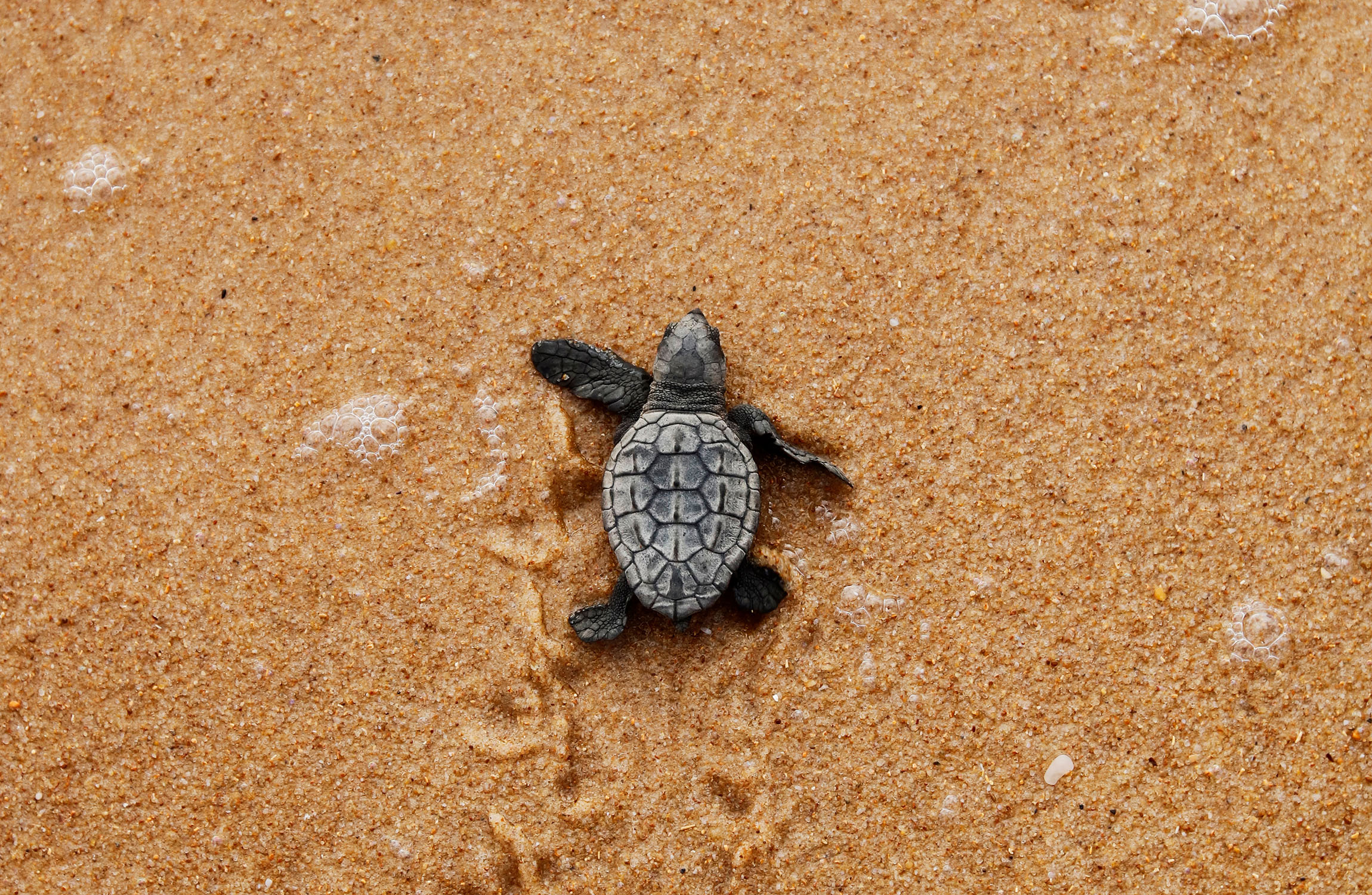 Sea Turtles